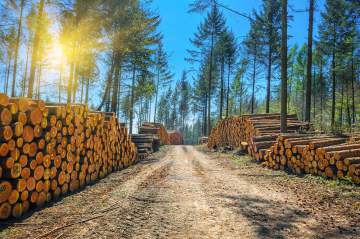 Exploitation forestière : votre entreprise de bois local